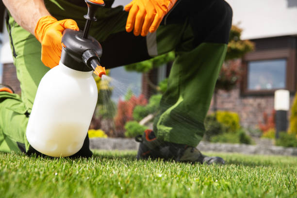 Best Wasp Removal Services  in Eveleth, MN