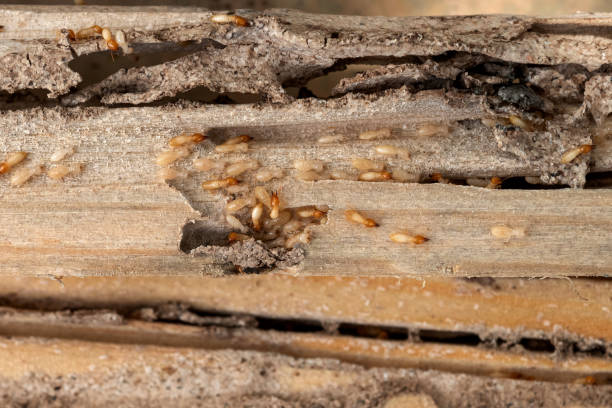 Best Affordable Pest Control Services  in Eveleth, MN
